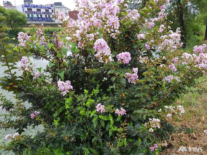 대천천 한내인도교의 배롱나무 꽃