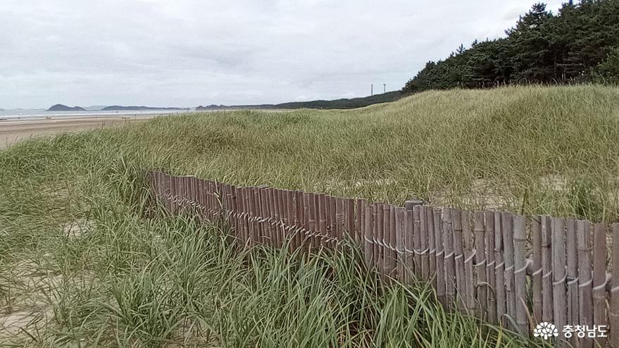 자연경관이 잘 보존되어 해변의 모래 풀들이 무성하다