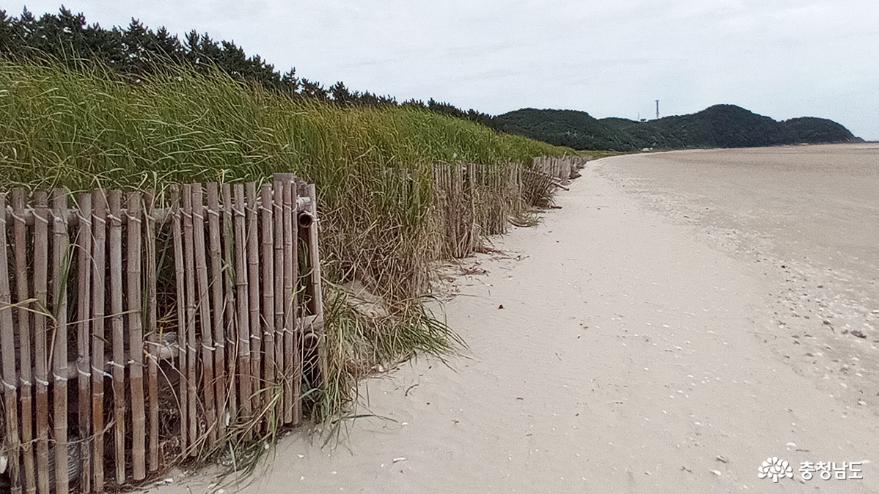 바다갈대와 해변의 고운 모래는 대나무 쪽을 경계로 공존하고 있다