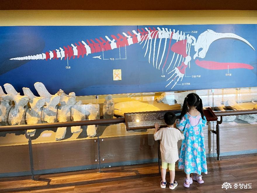 공주 계룡산 자연사박물관 교육과 체험을 동시에! 사진