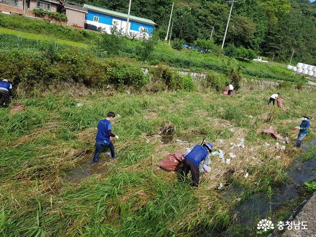 정산농협, 하천 폐비닐 수거 작업 앞장