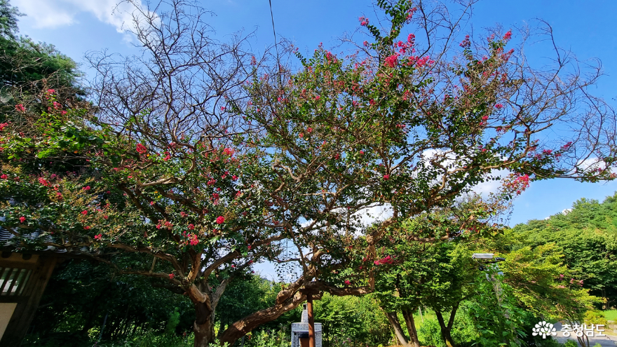 송불암 보호수 배롱나무