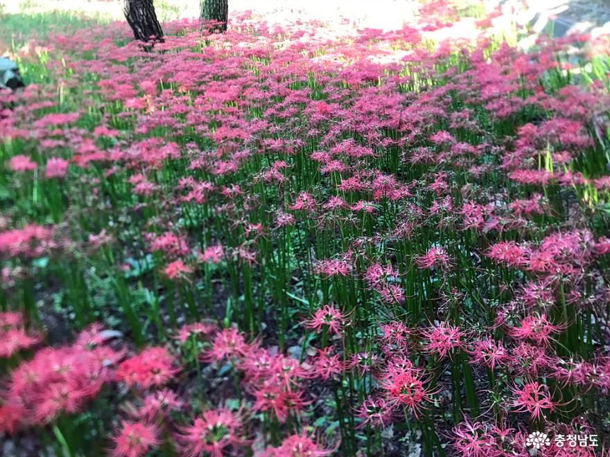 충남의 대표 꽃무릇 군락지 성주산자연휴양림 꽃무릇 사진