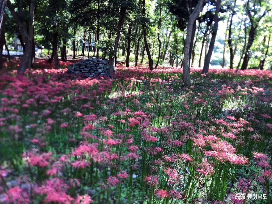 충남의 대표 꽃무릇 군락지 성주산자연휴양림 꽃무릇 사진