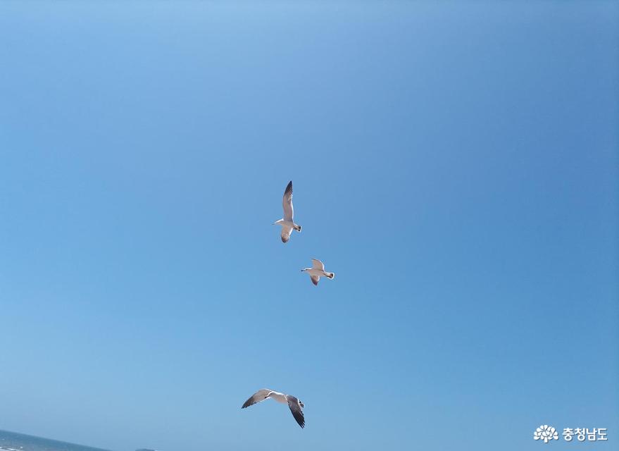 파란 하늘에 갈매기가 날고 있다.