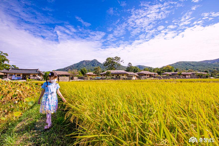 황금들판 손짓하는 외암민속마을의 목가적 풍경 사진