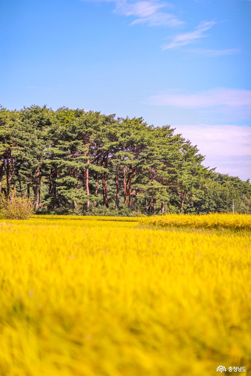 황금들판 손짓하는 외암민속마을의 목가적 풍경 사진