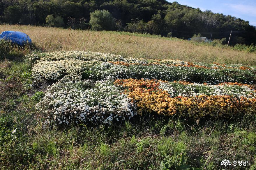 가을색이 넘치는 국화가 있는 청양의 구룡3리 국화꽃밭 사진