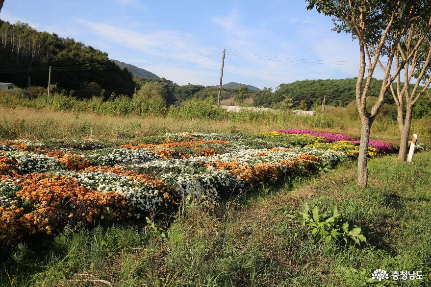 가을색이 넘치는 국화가 있는 청양의 구룡3리 국화꽃밭 사진