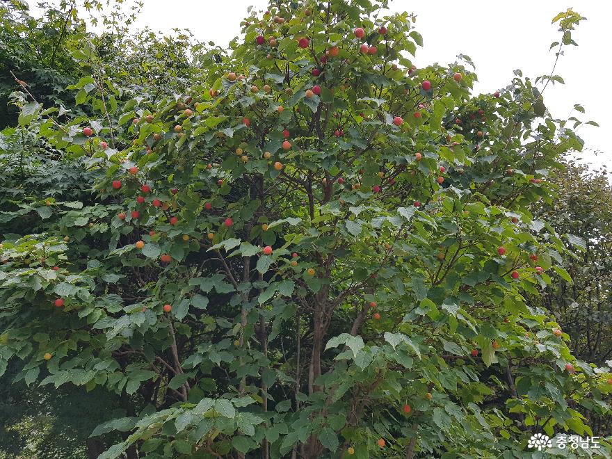  빠알간 열매가 인상적인 산딸나무
