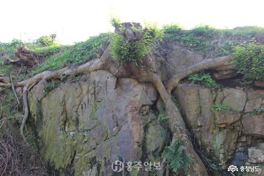 고운 최치원 선생 유적지 수목제거 논란