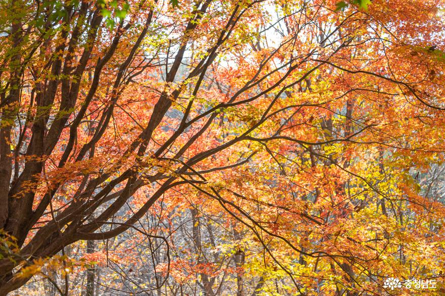 가을이 끝나기 전에 대둔산 수락계곡과 영주사를 찾아 보세요 사진