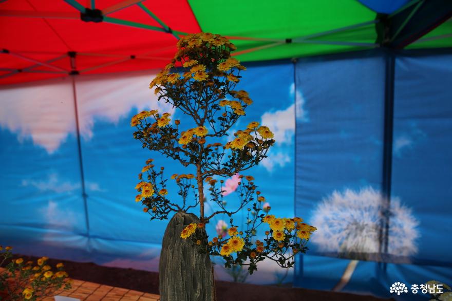 청년의 삶이 꽃이 되는 청양의 국화꽃 향기가 있는 거리 사진