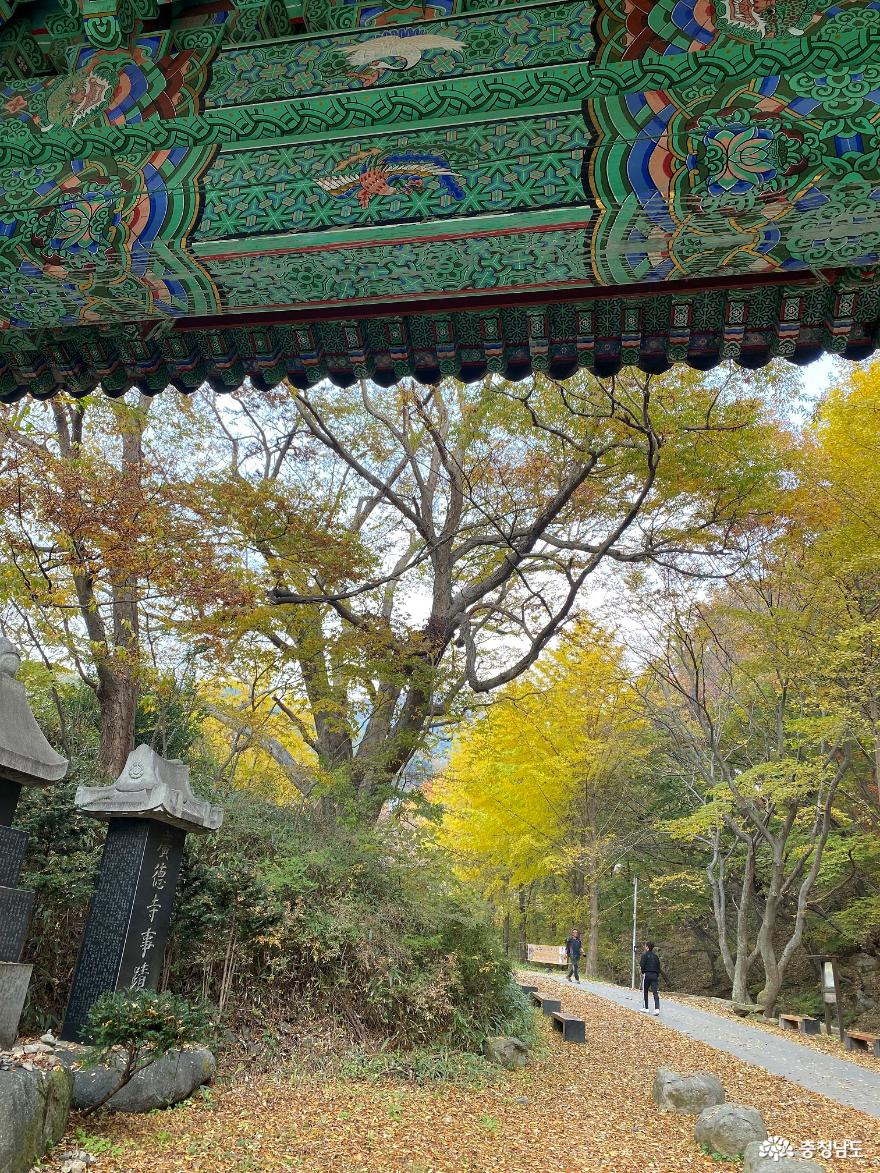 만추, 천안 광덕사 가을길과 가을 빛깔 송어회 사진