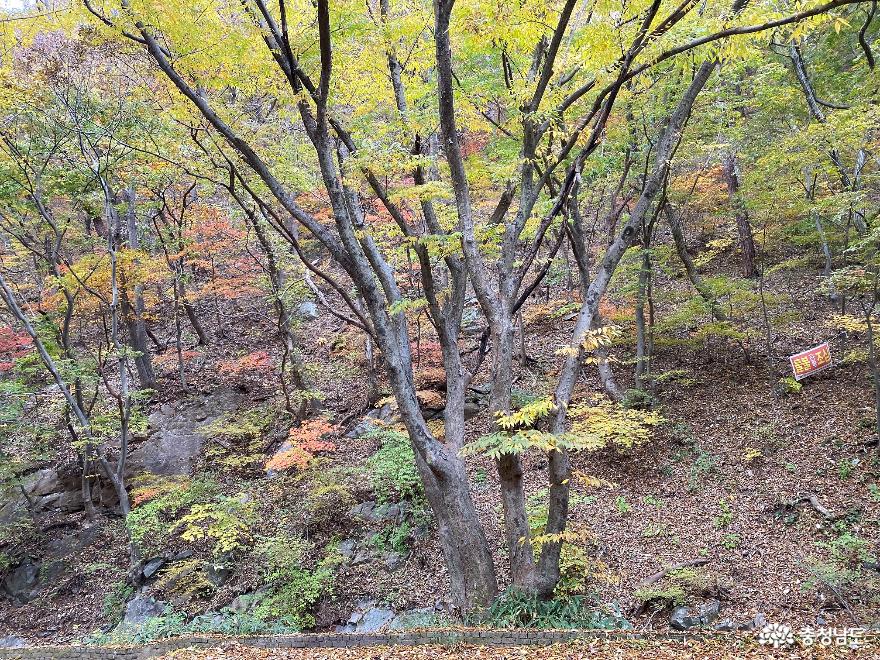 만추, 천안 광덕사 가을길과 가을 빛깔 송어회 사진