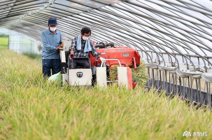 韓国初の「稲の三毛作時代」を切り開く 1