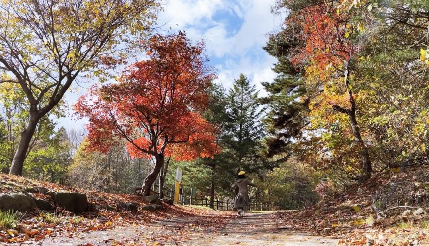 끝나가는 가을이 아쉽다면... 독립기념관 단풍나무 숲길