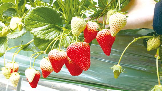 딸기 신품종 ‘비타베리’ 첫 보급
