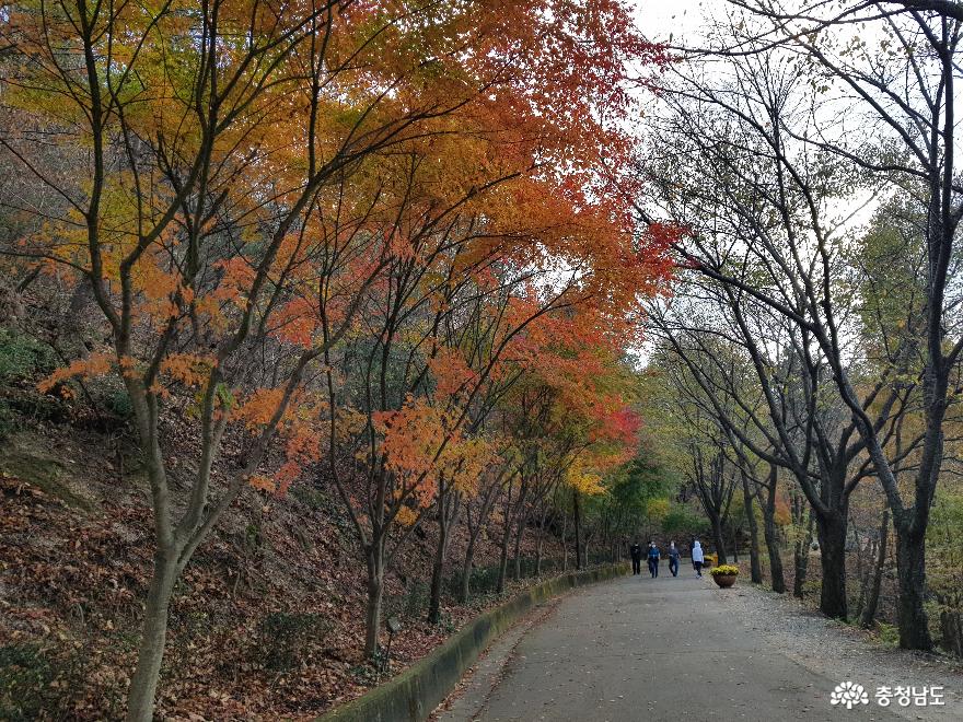 가을빛이 아름다운 영인산 수목원 사진