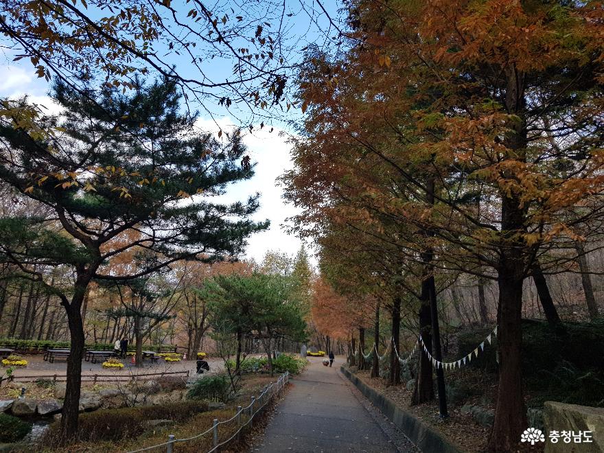 가을빛이아름다운영인산수목원 4