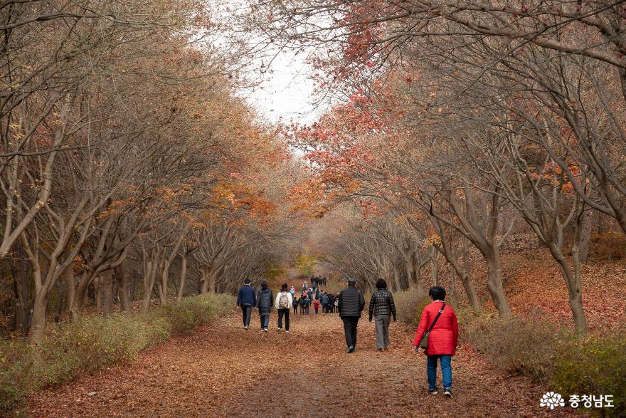 독립기념관 단풍나무 숲길(11월 7일)