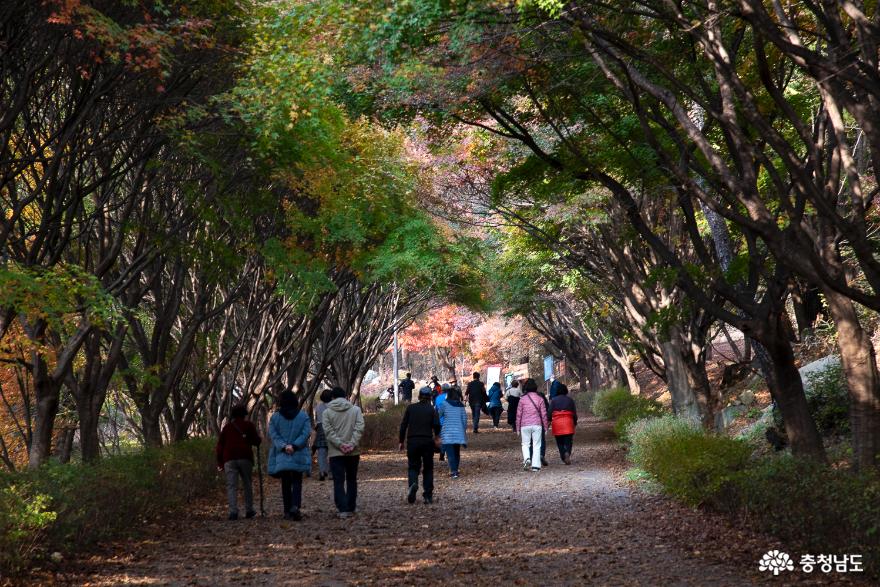 독립기념관 단풍나무 숲길(11월 7일)