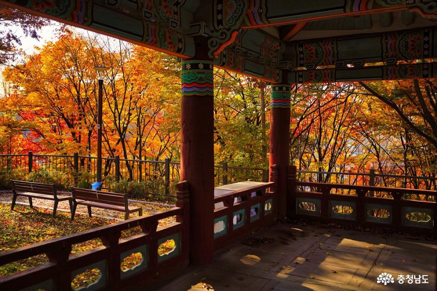 가을의흔적은우리동네공원에서천안남산공원에찾아온가을 2