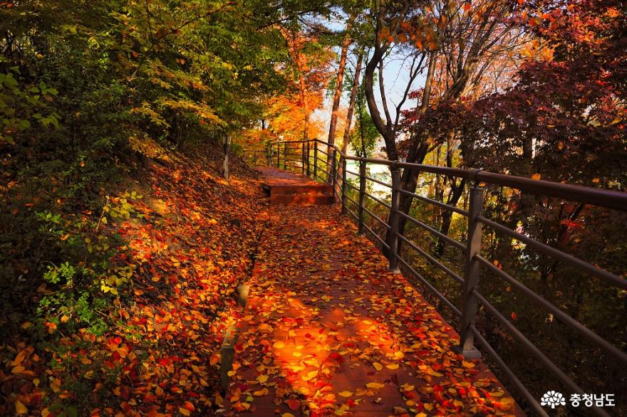 가을의흔적은우리동네공원에서천안남산공원에찾아온가을 8