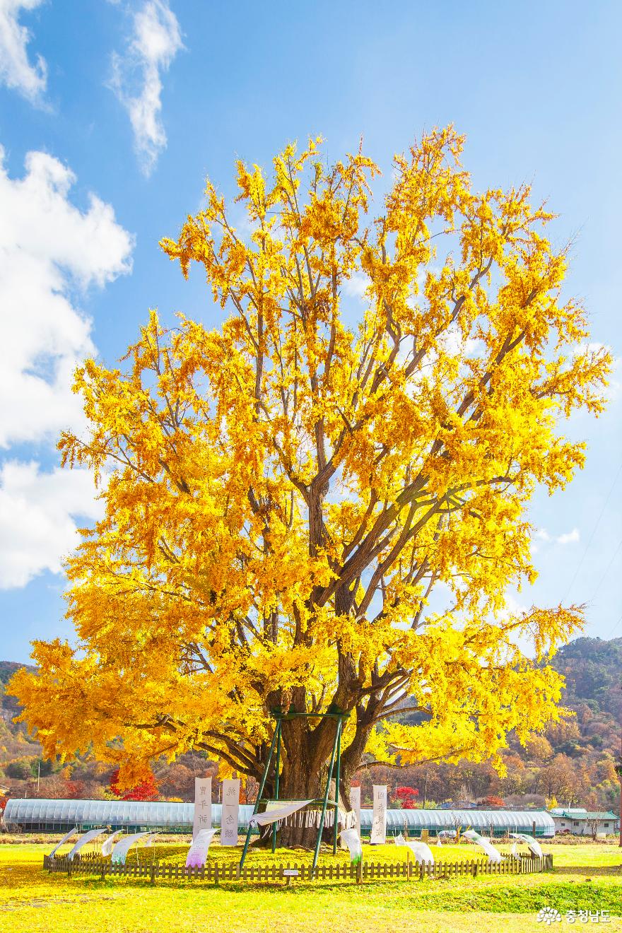 노란단풍 곱게 물든 ‘요광리 은행나무’ 사진