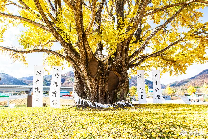 노란단풍 곱게 물든 ‘요광리 은행나무’ 사진