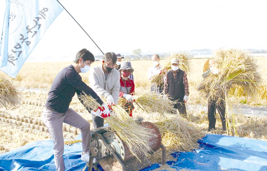 예산 등 5개 시군서 통일쌀 수확