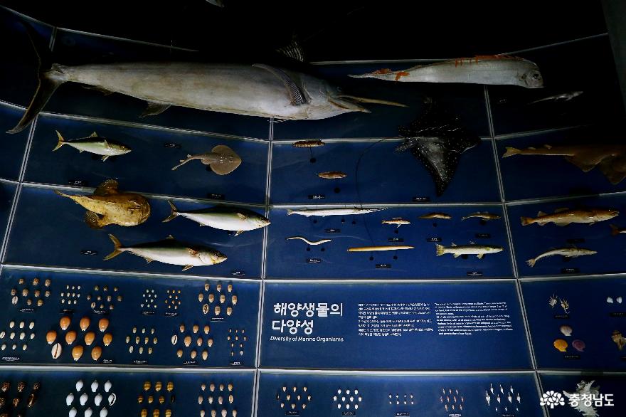 국립해양생물자원관 해양생물 다양성 전시 충남 서천 여행 사진