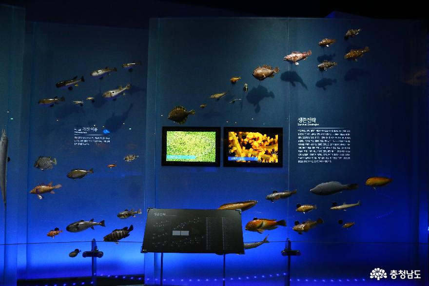 국립해양생물자원관해양생물다양성전시충남서천여행 24