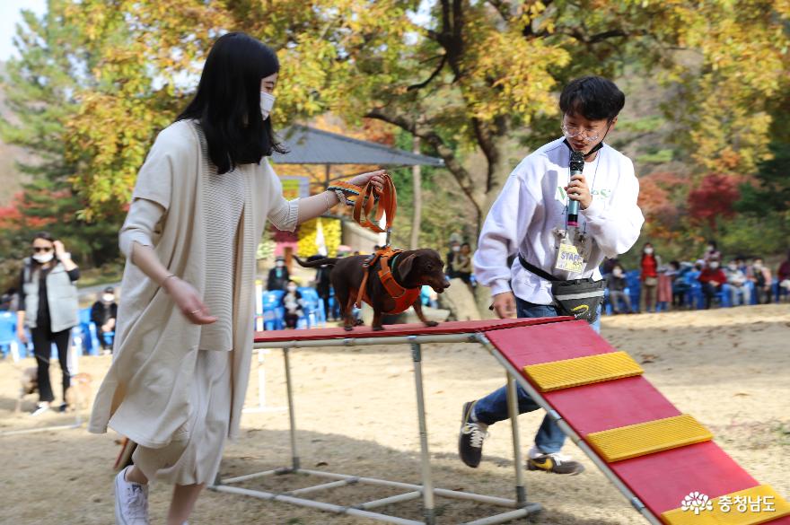 충남 청양군 고운식물원 반려동물 축제 즐거워