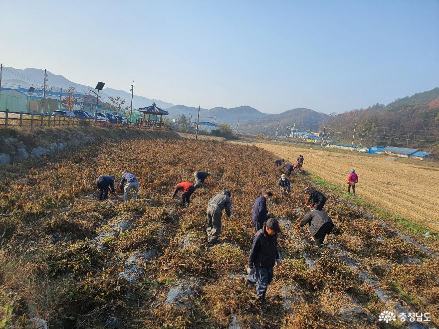 충남 청양군 화성 마실터-새마을, 유휴지 콩 수확