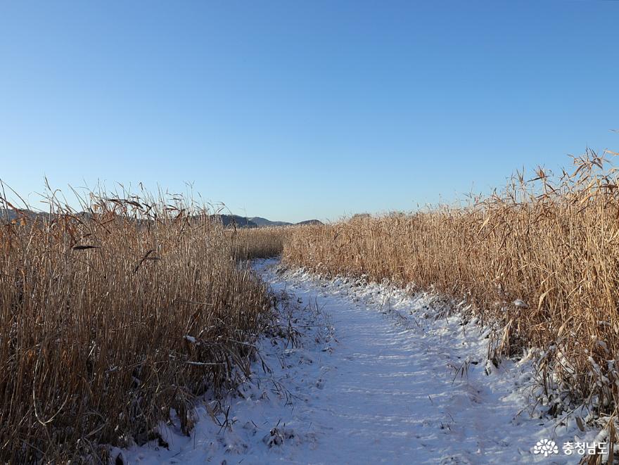 겨울나그네 되어 서천 신성리 갈대밭을 걷다 사진