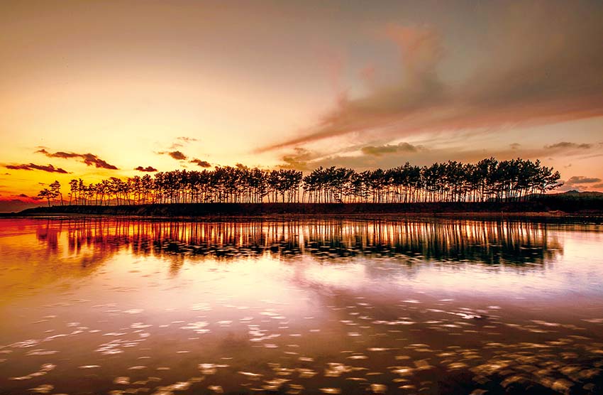 [태안 운여해변 솔섬] 차례로 노을빛을 머금은 소나무가 물에 비치면 환상적인 풍경을 연출한다.