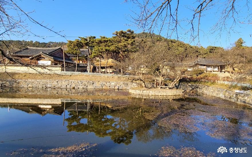 명재고택 연못 작은 섬에는 수령 300여 년의 배롱나무가 운치를 더해준다.