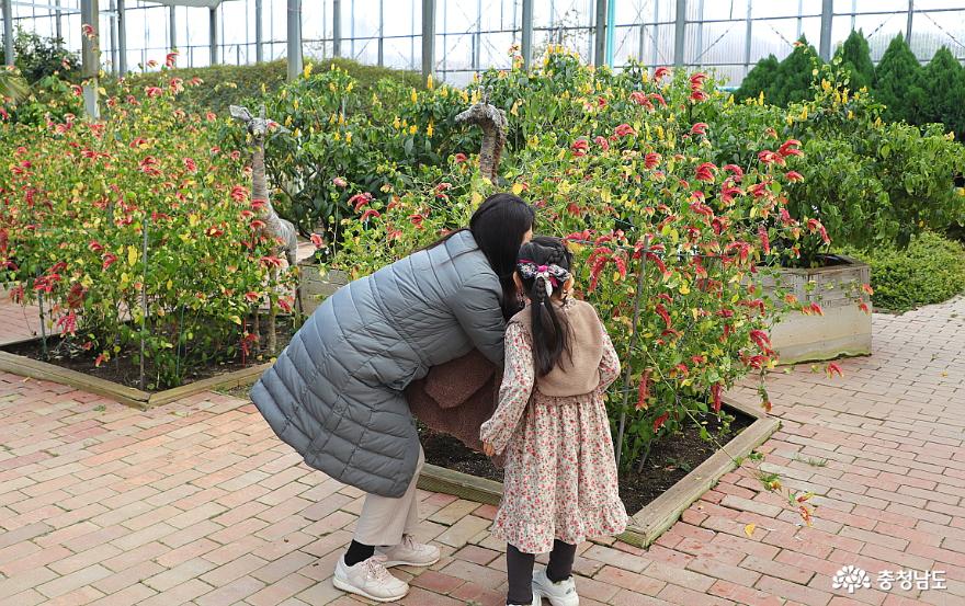 아산 세계꽃식물원에서 겨울 속 봄날 즐기기 사진