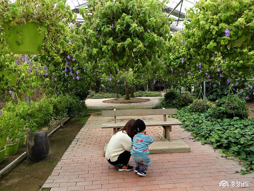 아산 세계꽃식물원에서 겨울 속 봄날 즐기기 사진