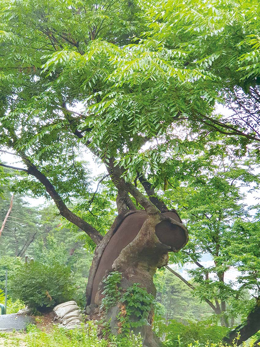 올해로 수령 840년이 된 성불사 느티나무