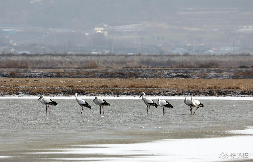 천수만에서 발견된 7마리의 황새를 가락지별로 살펴보면 중국에서 온 황새 2마리, 러시아 2마리, 야생 3마리로 파악된다.