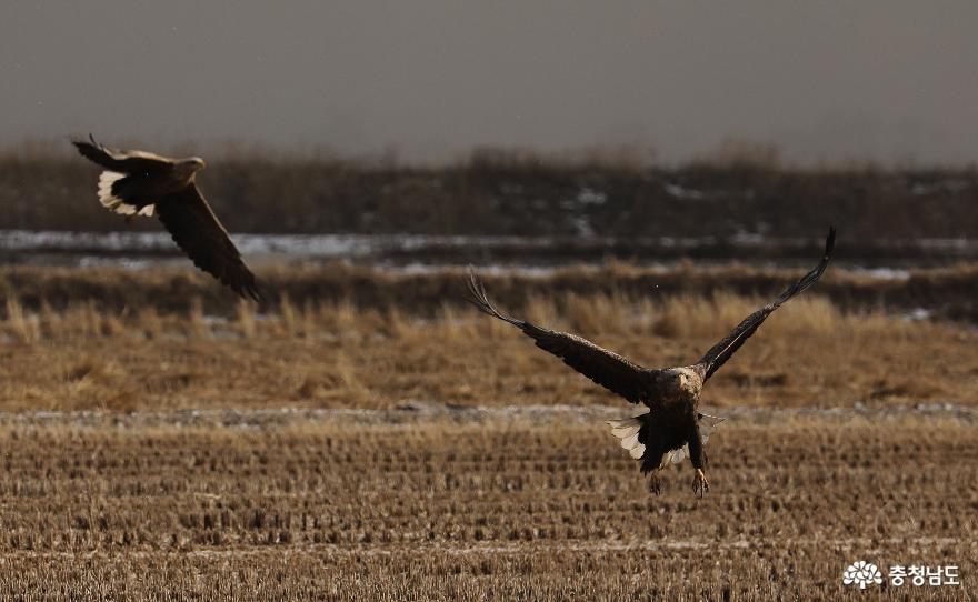 흰꼬리수리의 비행. 암컷보다 수컷이 다소 작고 날렵하며 수컷이 주로 사냥을 마무리하는 것으로 알려져 있다.