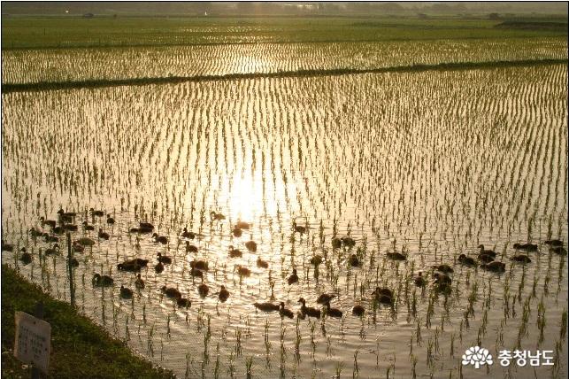 쇠퇴하는 홍성 유기농특구 위기의 친환경농업 전망은?
