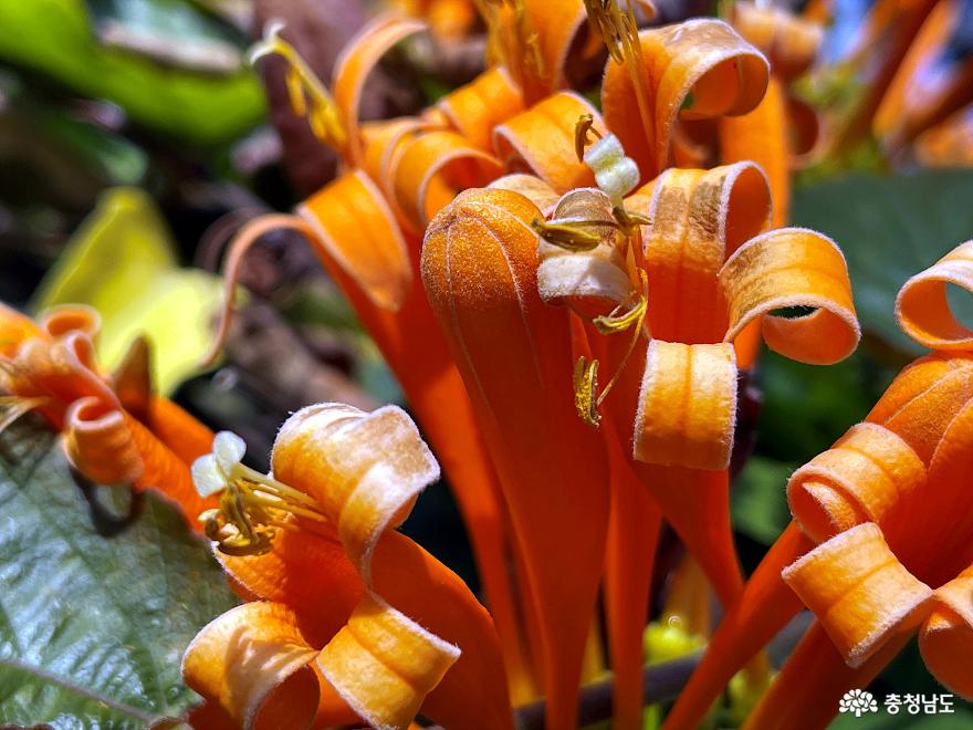 세계의 희귀한 꽃을 만날 수 있는 아산 세계꽃식물원