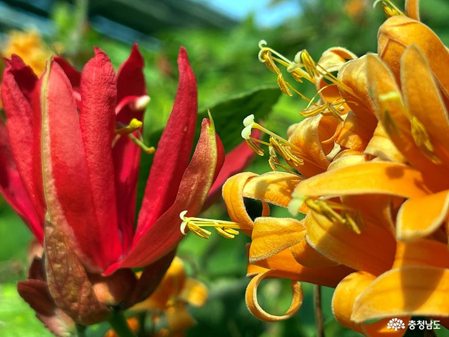 세계의 희귀한 꽃을 만날 수 있는 아산 세계꽃식물원 사진