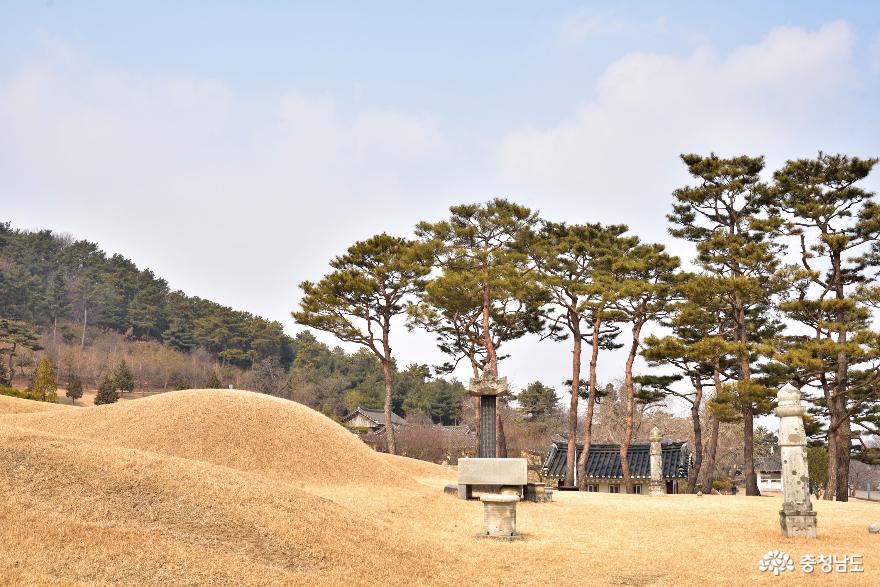추사 김정희 묘소와 소나무