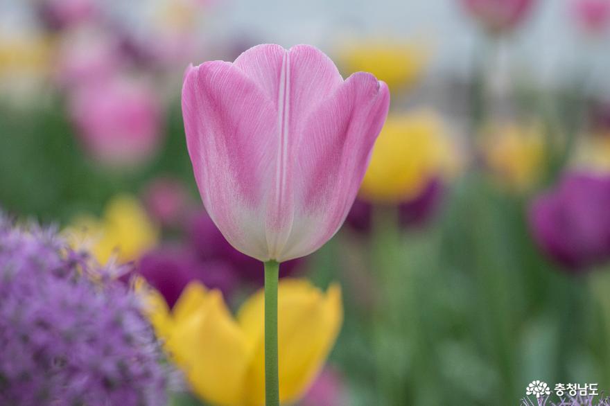 봄의 시작 아산 '세계꽃식물원'으로 '봄 여행' 사진