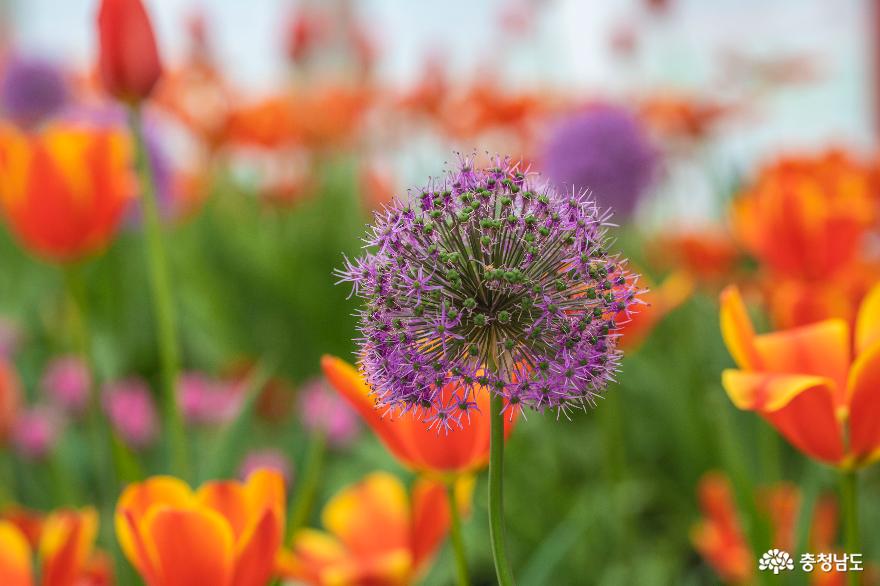 봄의 시작 아산 '세계꽃식물원'으로 '봄 여행' 사진