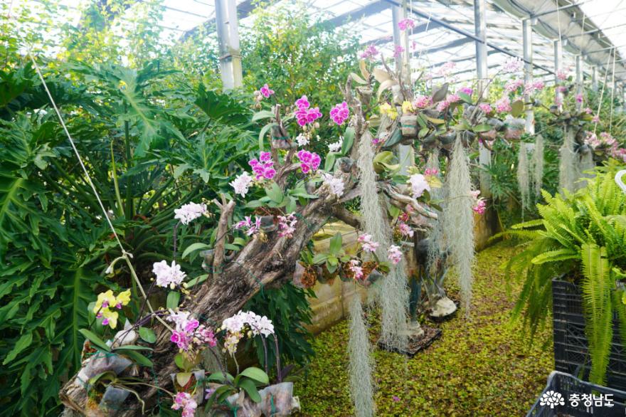 꽃향기가득한테마식물원아산세계꽃식물원 6